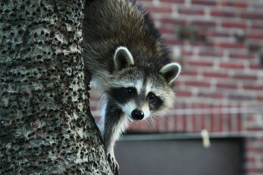 Policía persiguió a un mapache por una casa de Tampa