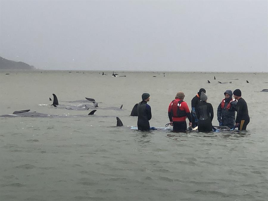 Al menos 380 ballenas han muerto en Australia tras varamiento en bancos de arena