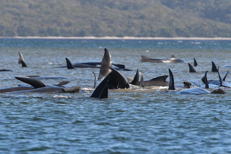 Descubren unas 275 ballenas varadas en una zona remota del sur de Australia