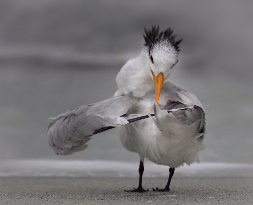 Fotos divertidas de animales: Comedy Wildlife Photography Awards