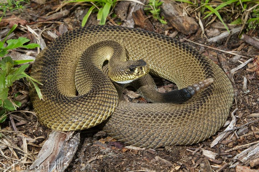 Encuentran en Florida rara serpiente diamantina sin dibujo de diamante