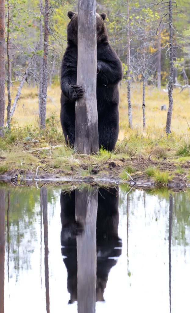 Finalista del Comedy Wildlife Photography Awards (CWPA)
