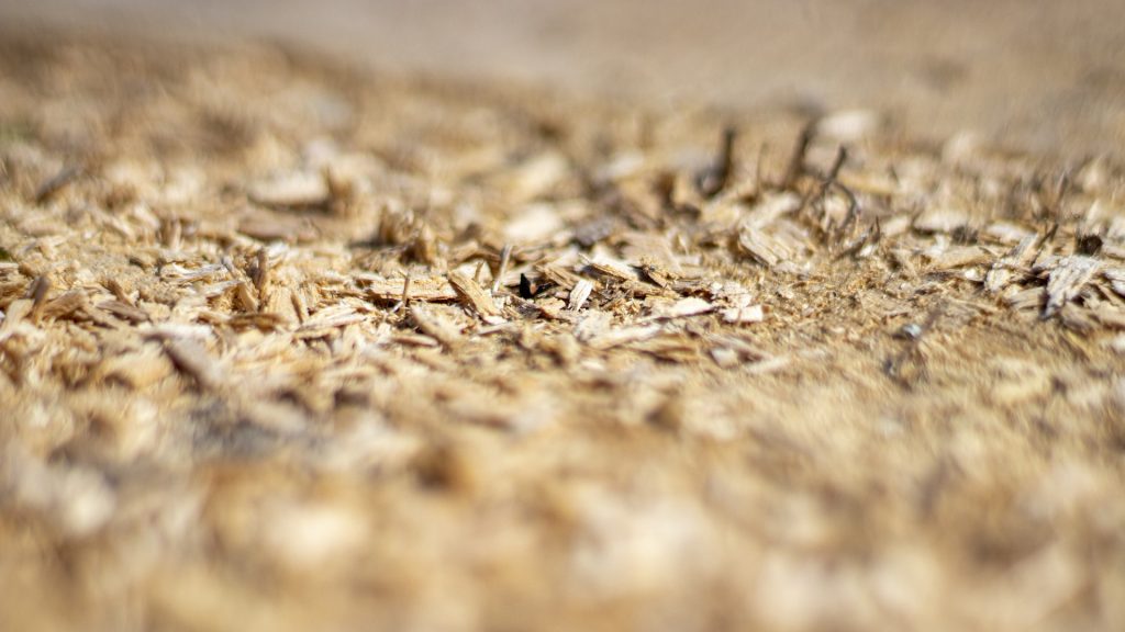 Los hongos podrían salvar la industria del cuero