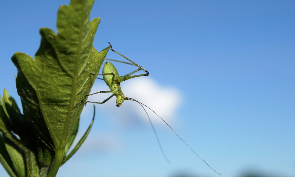 La sexta extinción masiva de especies está más cerca de lo que imaginas