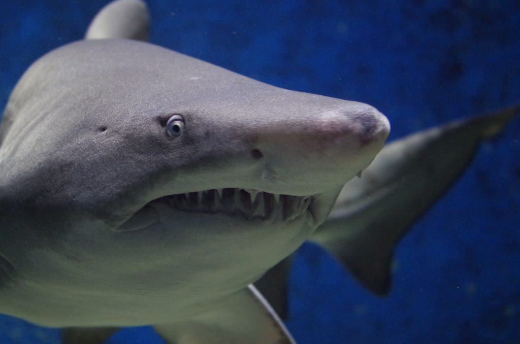 Un tiburón dejó gravemente herido a un buzo en los Cayos de Florida