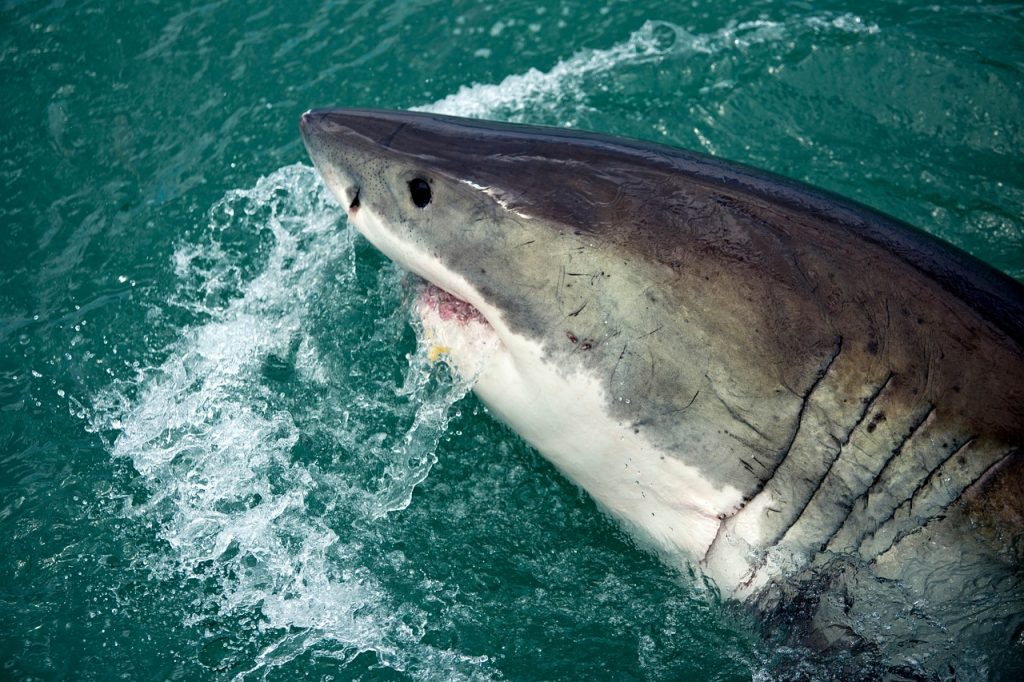 Vuelven los ataques de tiburón a Miami Beach