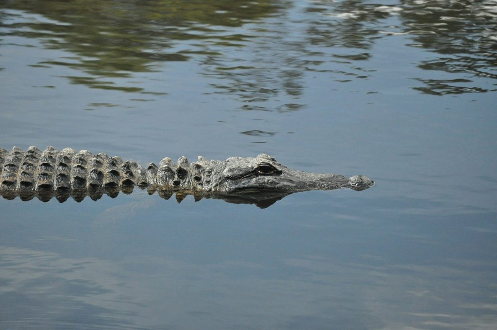 Caimán se come a un perro en lago de Florida