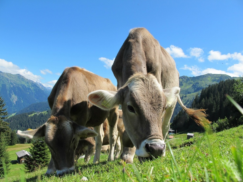 ¿Te imaginas a las vacas comunicándose cara a cara contigo? La ciencia dice que lo hacen y les gusta