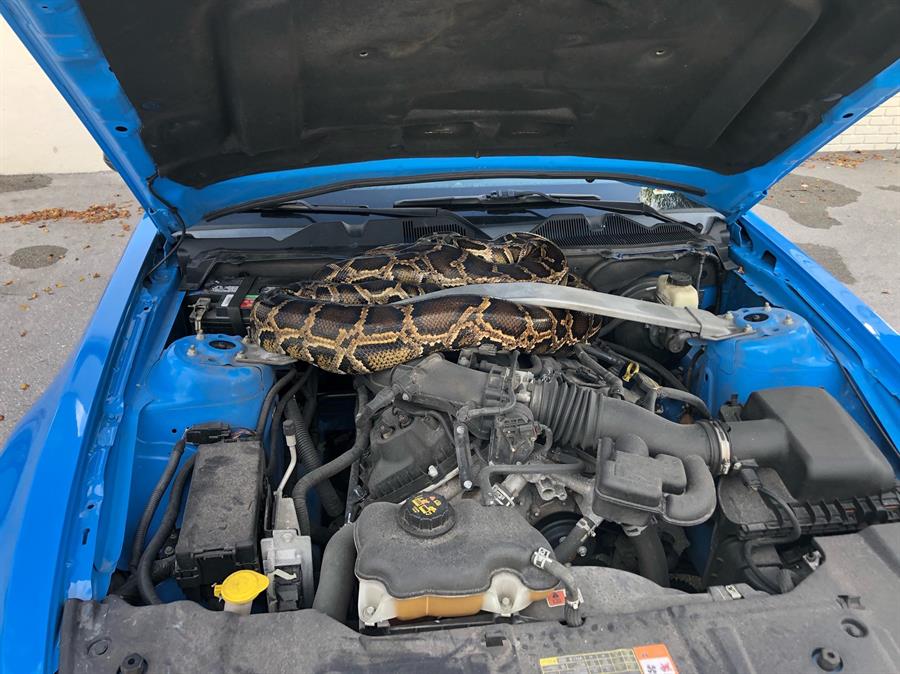 Ningún mecánico podía reparar lo que este hombre encontró bajo el capó de su carro