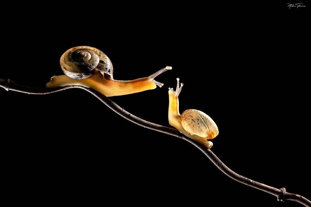 Una babosa y sigilosa plaga invade Miami-Dade: es el caracol cola de cuerno