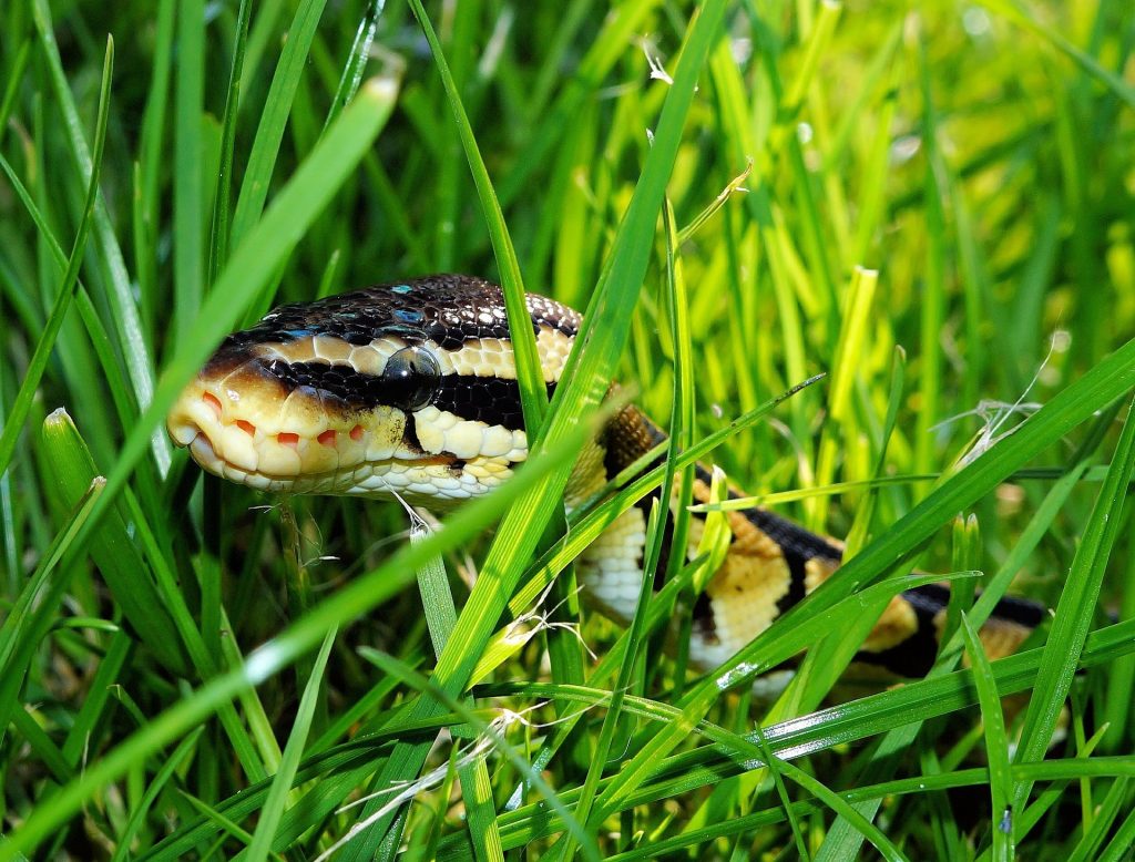 "La bestia" que logró un récord: serpiente pitón de más de 6,1 metros fue capturada en Florida