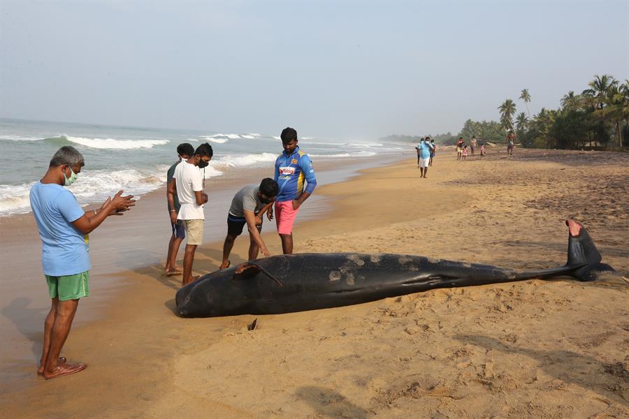Salvan a 120 ballenas varadas con la ayuda de cientos de voluntarios en Sri Lanka