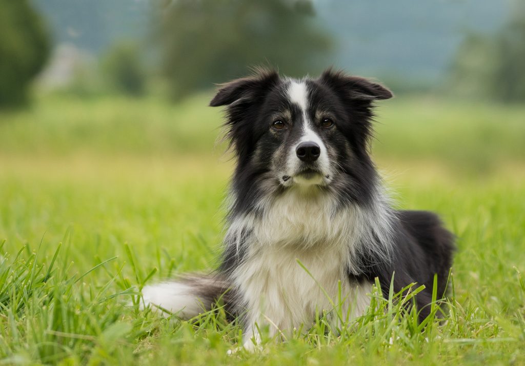 El Genius Dog Challange te dirá cuál es el perro más inteligente del mundo