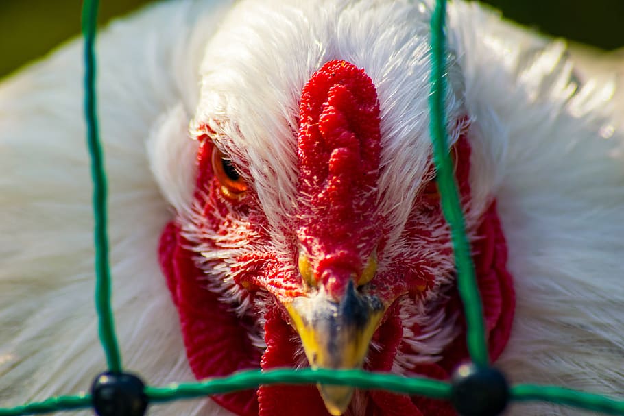 Detectan un foco de gripe aviar H5N8 en Croacia
