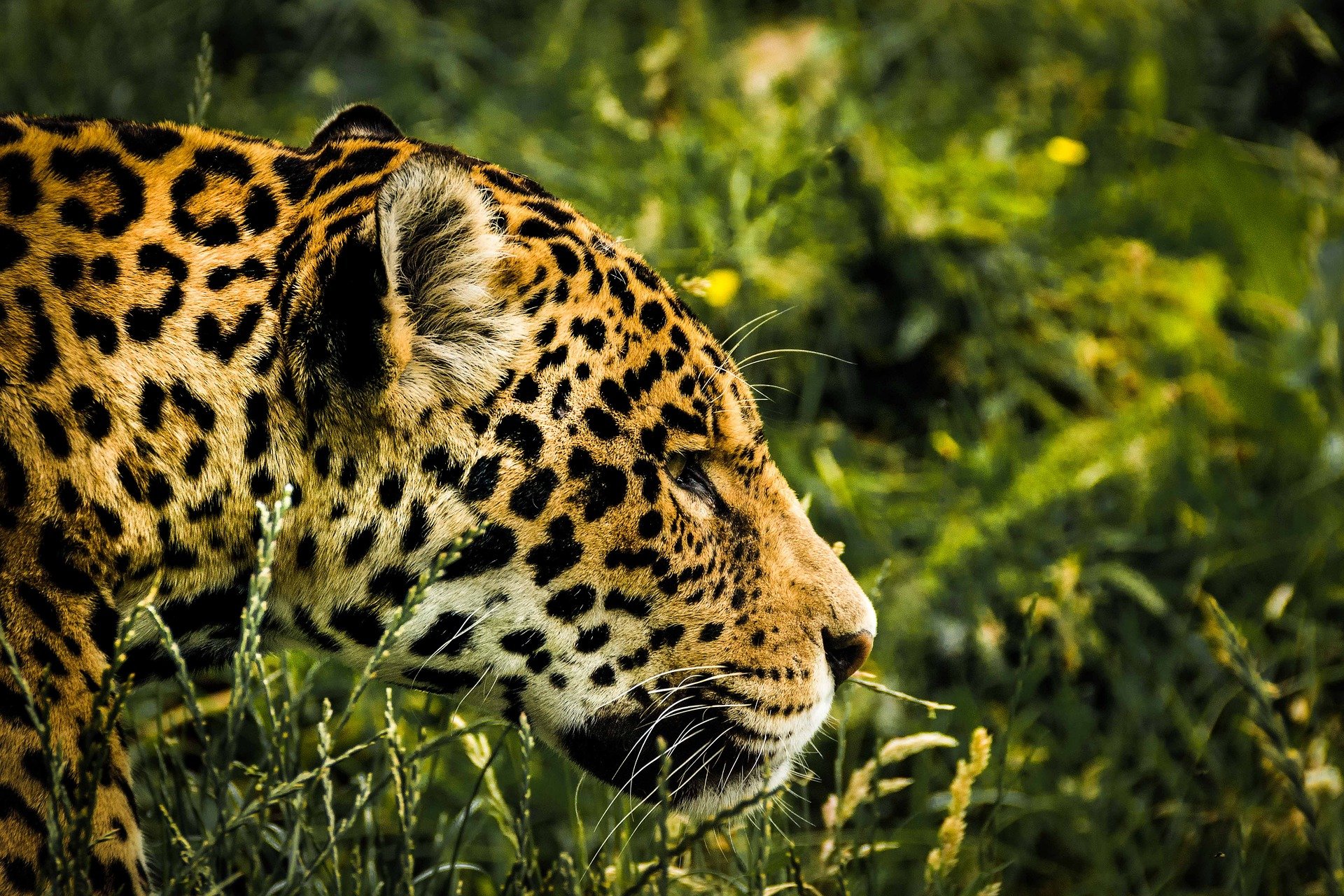 Interpol detuvo a centenares de personas por traficar con estos animales y plantas protegidas