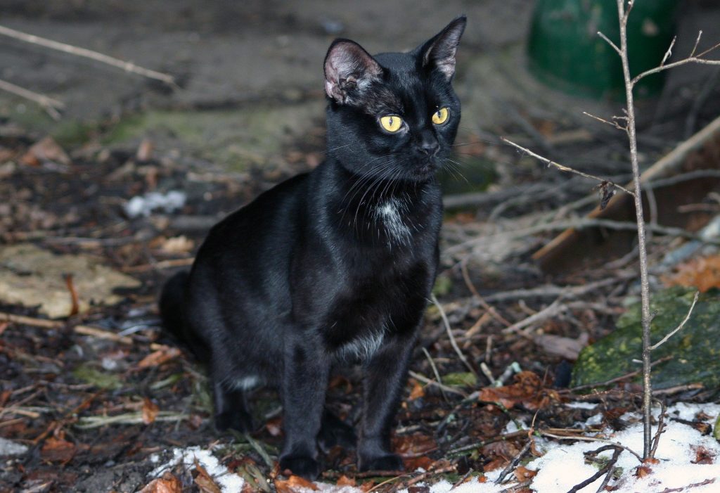 ¿Por qué nació la superstición de los viernes 13?