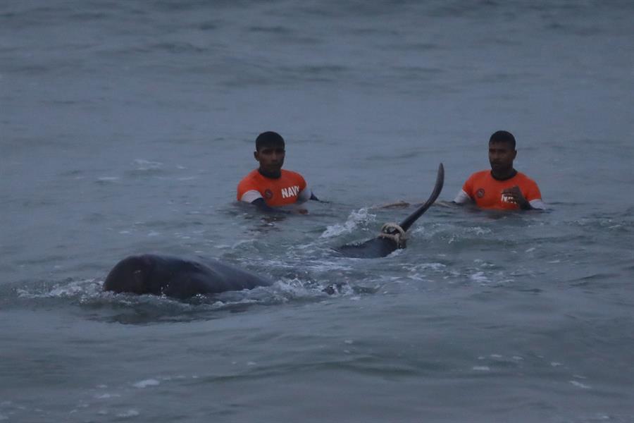 ¡Operación exitosa! Salvan a 120 ballenas en Sri Lanka con la ayuda de cientos de voluntarios