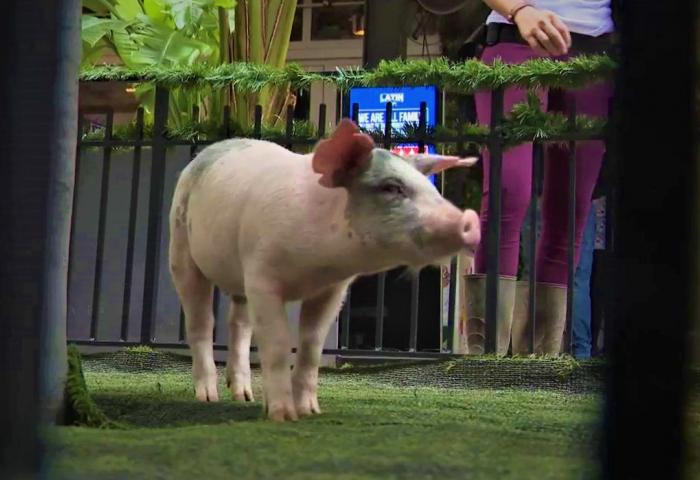 Miami indulta a "Chans" en su tradicional perdón porcino por Nochebuena