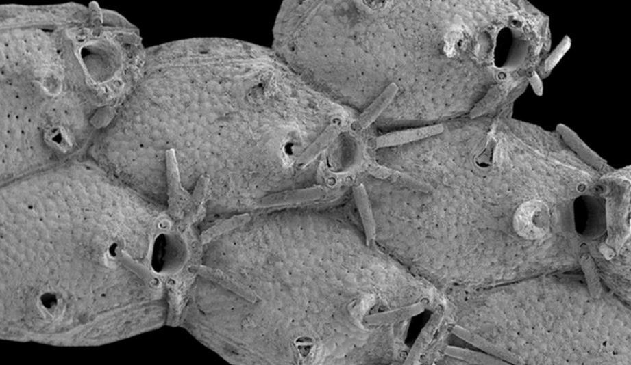 Identifican 12 nuevas especies de criaturas marinas en el fondo del Atlántico