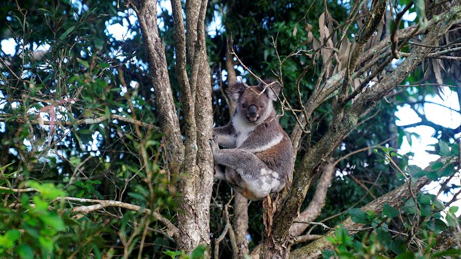 61.000 koalas fueron víctimas de los incendios del "Verano Negro" en Australia