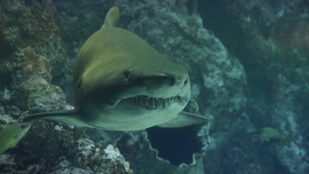 Bañista sufrió el ataque de un tiburón en Florida