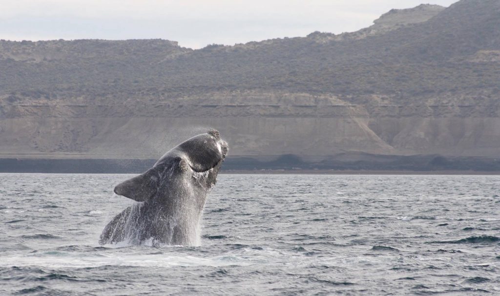 Avistan crías de ballena franca en la costa de Florida