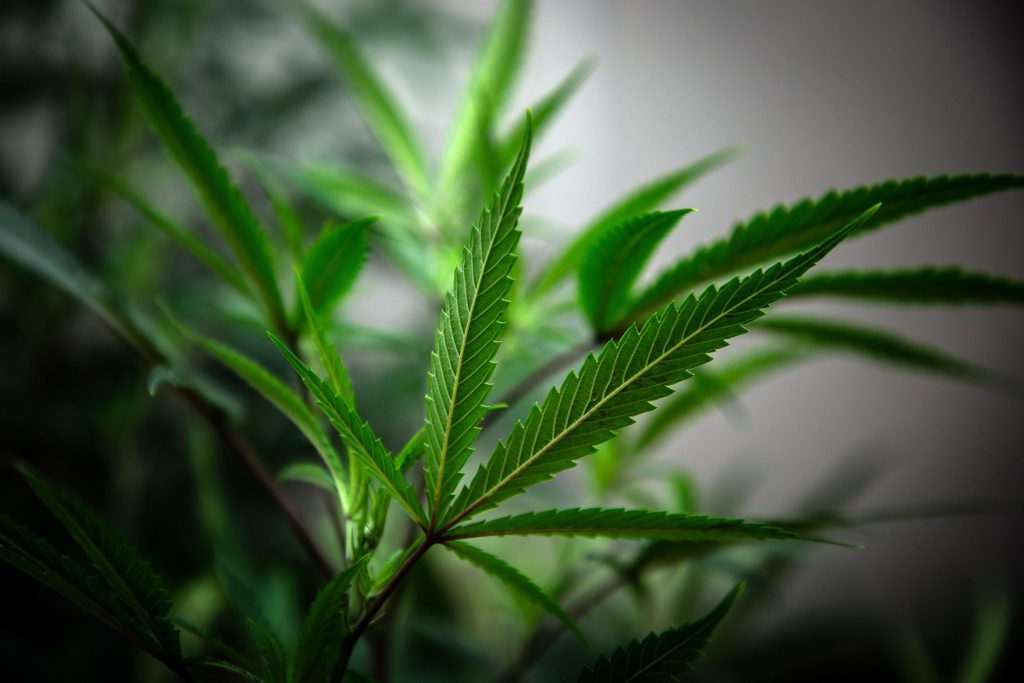 Así afecta el consumo de marihuana a las mujeres que buscan un embarazo