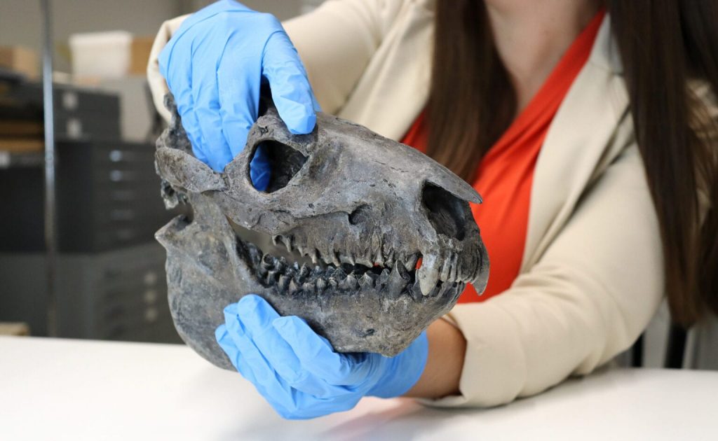 El Tampa Bay History Center abre exhibición de fósiles de Florida