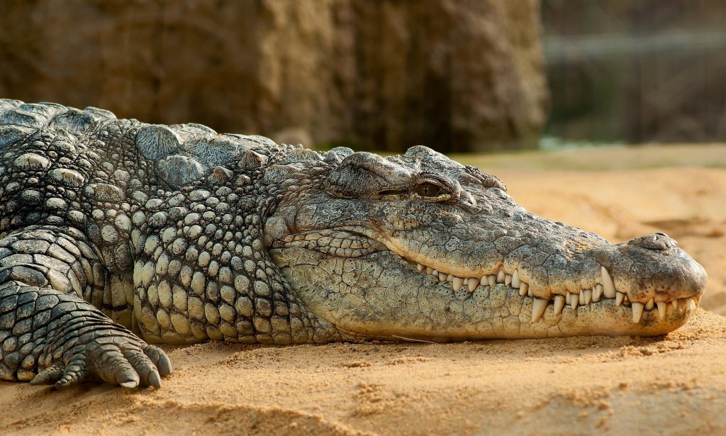Fotografían una especie de cocodrilo casi extinguida en Tailandia