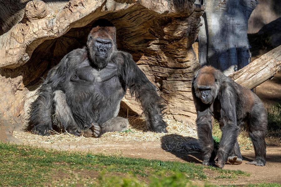 Gorilas del Zoológico de San Diego se contagiaron de COVID-19