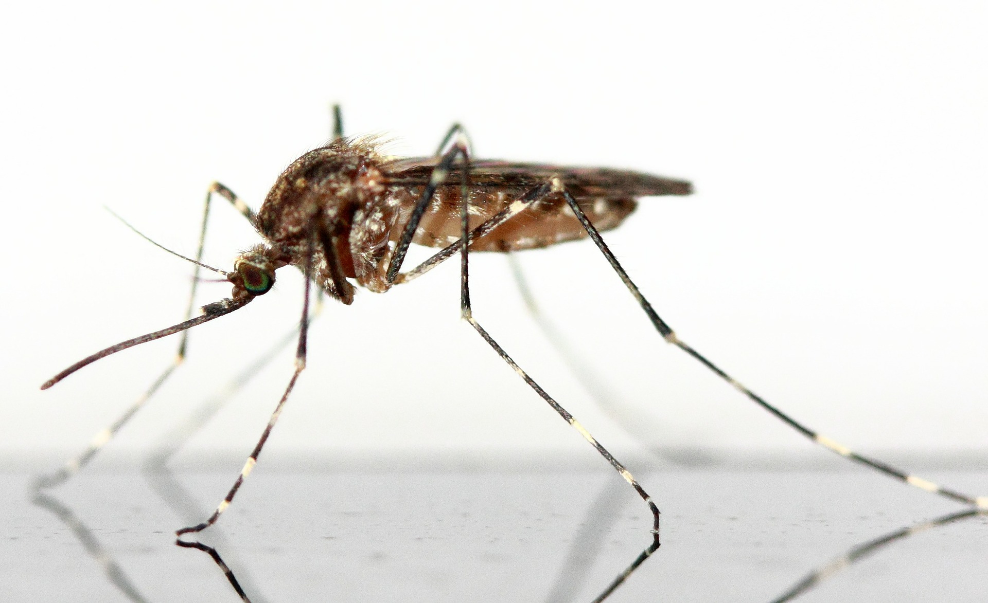 Jóvenes de Florida patentan invento que reduciría población de mosquitos