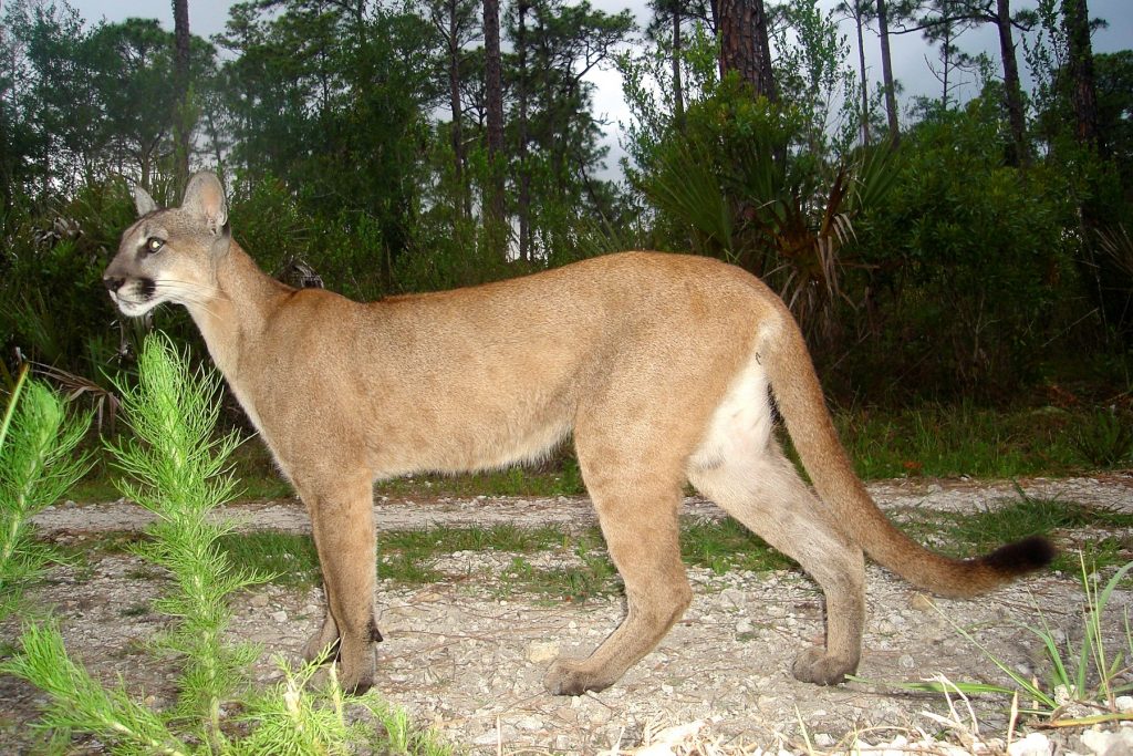 3 panteras murieron atropelladas en Florida esta semana