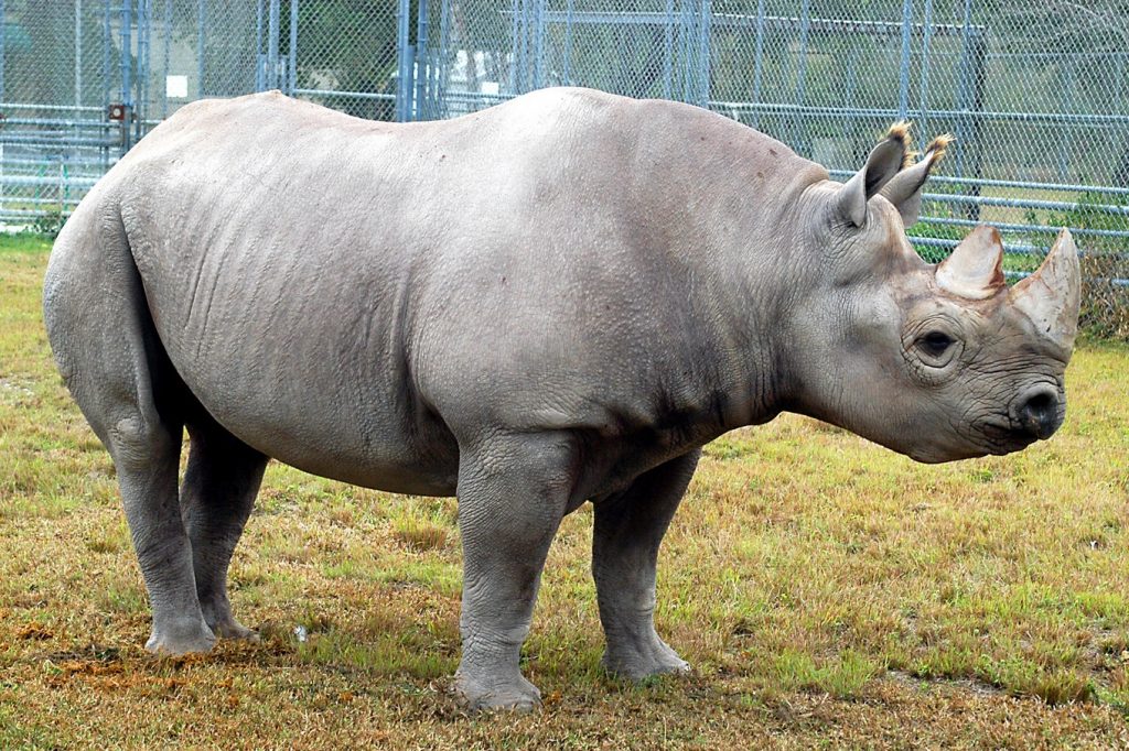 Murió el rinoceronte negro del zoológico de Miami