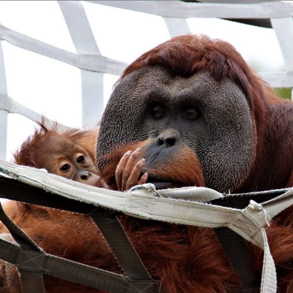¡Un padre excepcional! Un orangután del zoo de Denver sorprende al hacerse cargo de su cría