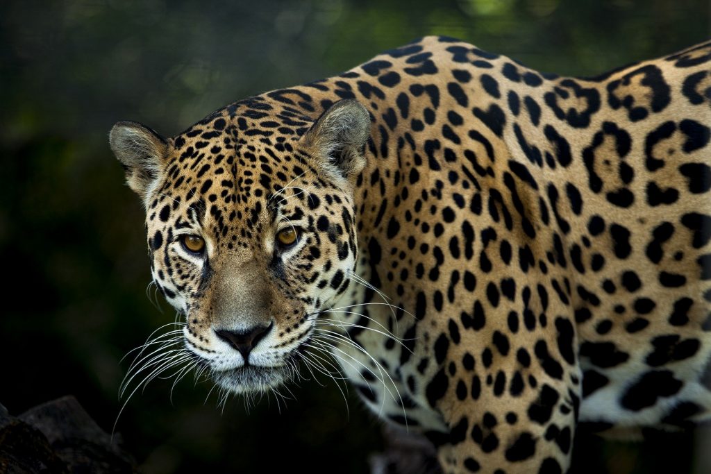 Jaguar mata a otro tras error en zoológico de Florida