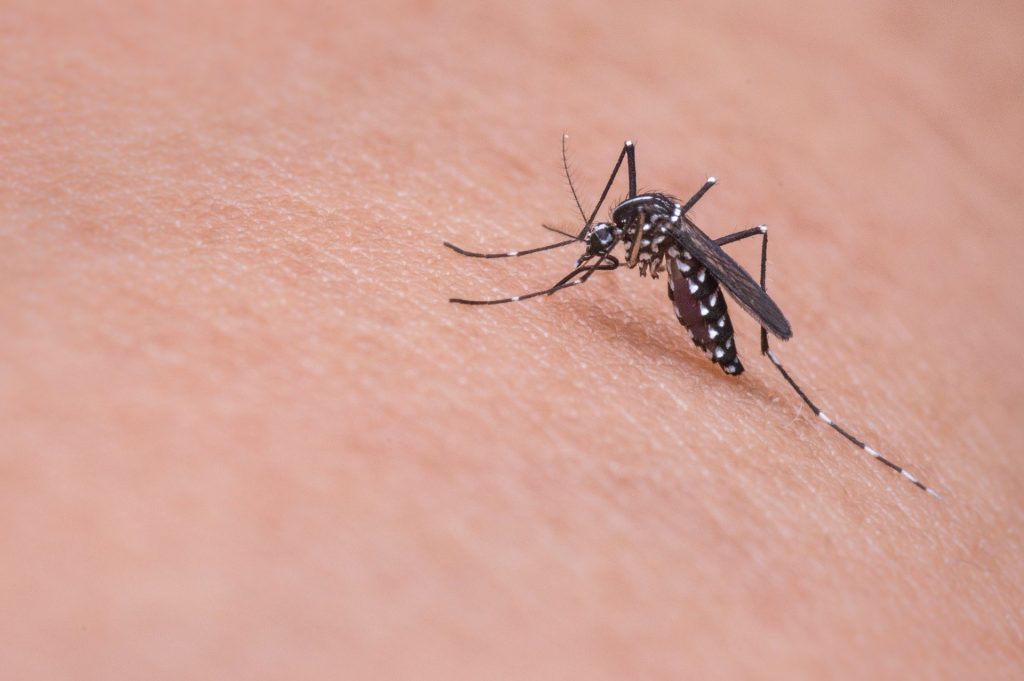Liberarán millones de mosquitos genéticamente modificados en los Cayos de Florida
