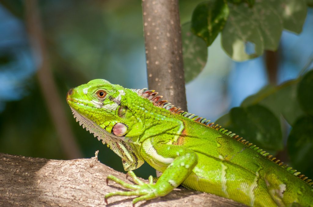 El frío en Florida podría causar "lluvia" de iguanas