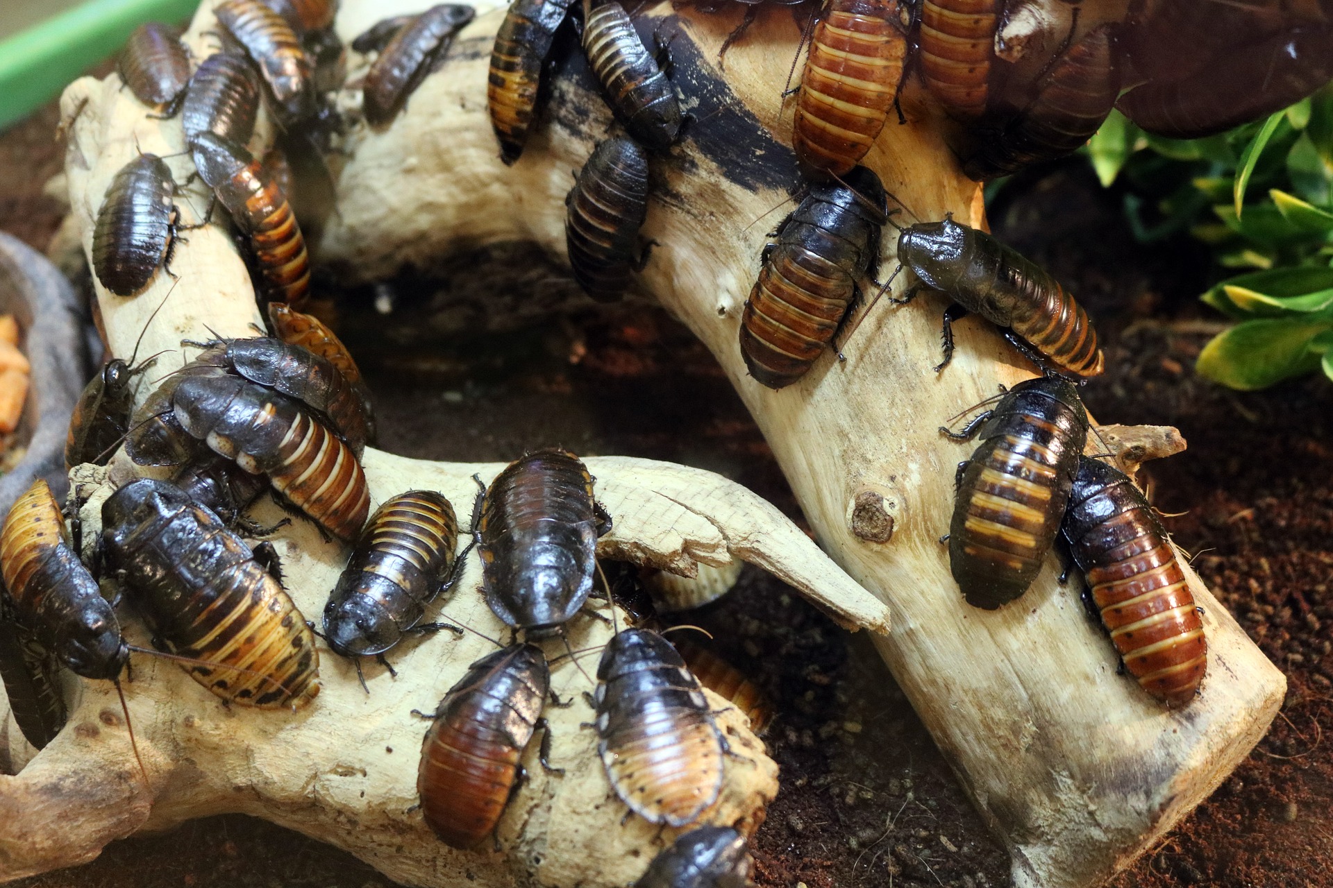 Oferta válida por San Valentín: ponle el nombre de tu ex a una cucaracha y ves cómo se la come otro animal
