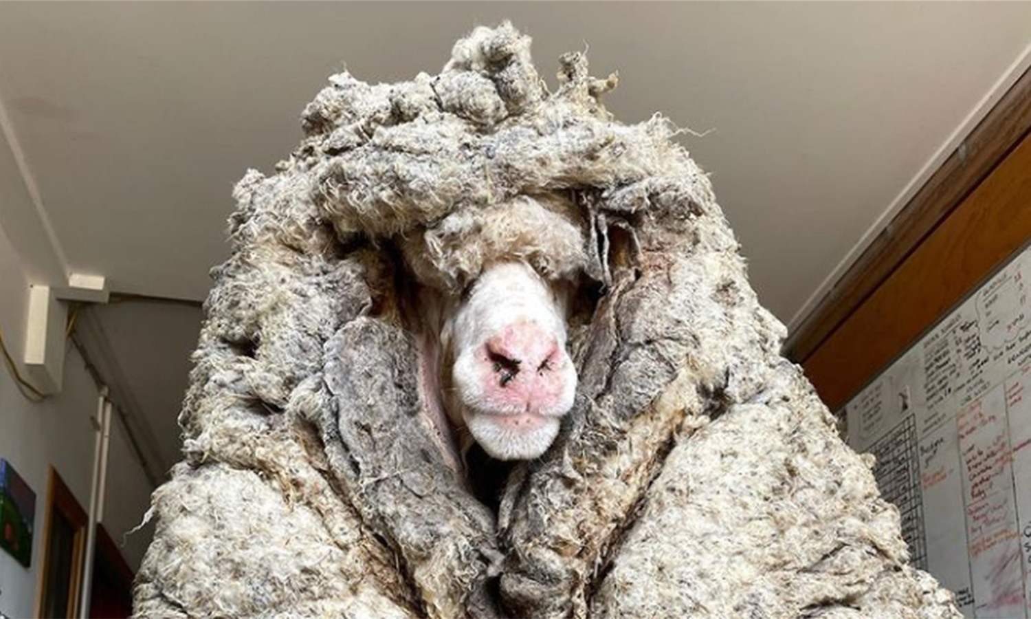 La increíble historia de la oveja Baarack y sus 35 kilos de lana