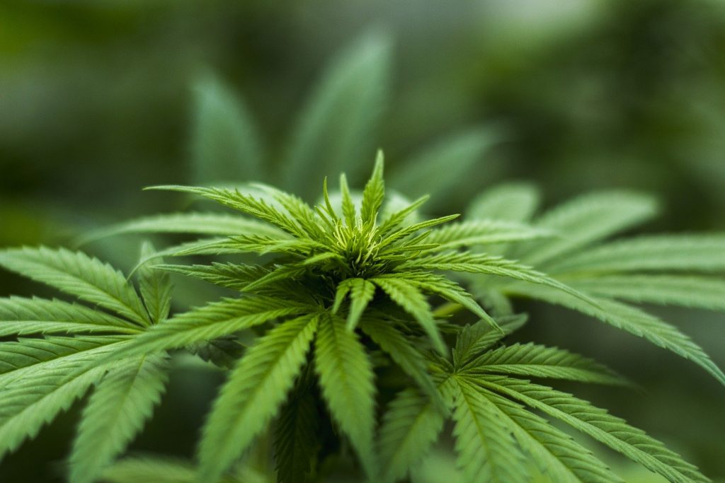 Cámara de Representantes de Florida aprueba límites de THC en la marihuana medicinal