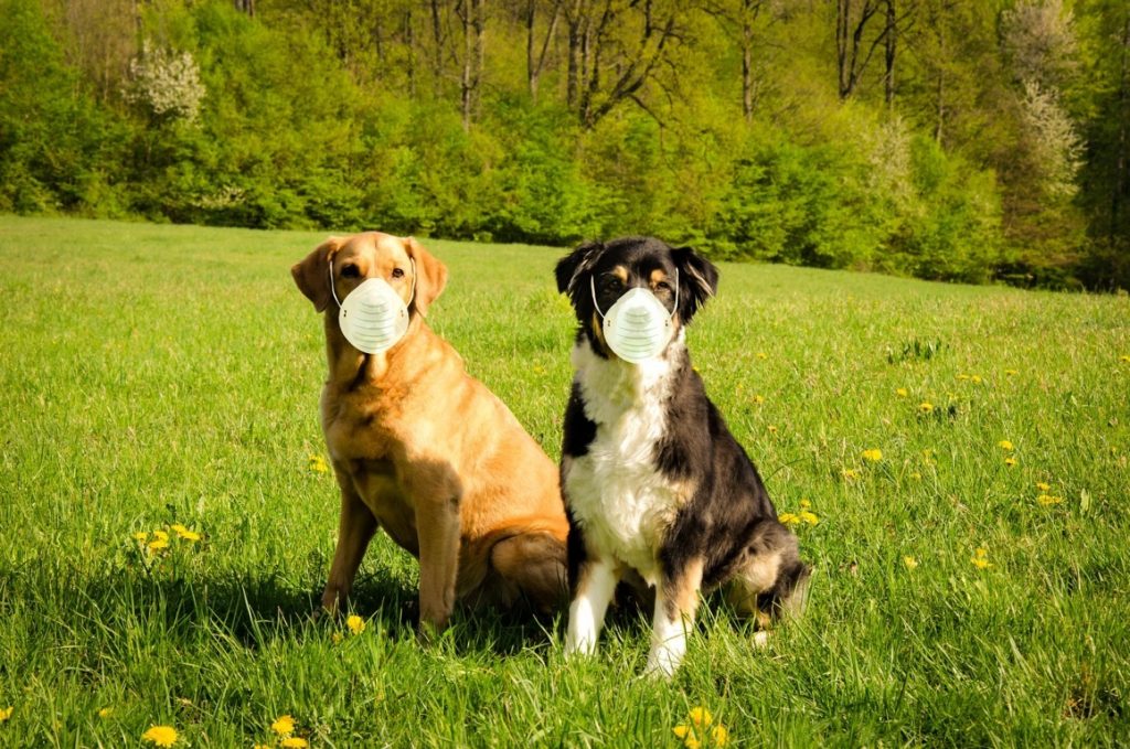 Con el nombre de Carnivac-Cov, Rusia registró la primera vacuna anticovid para animales