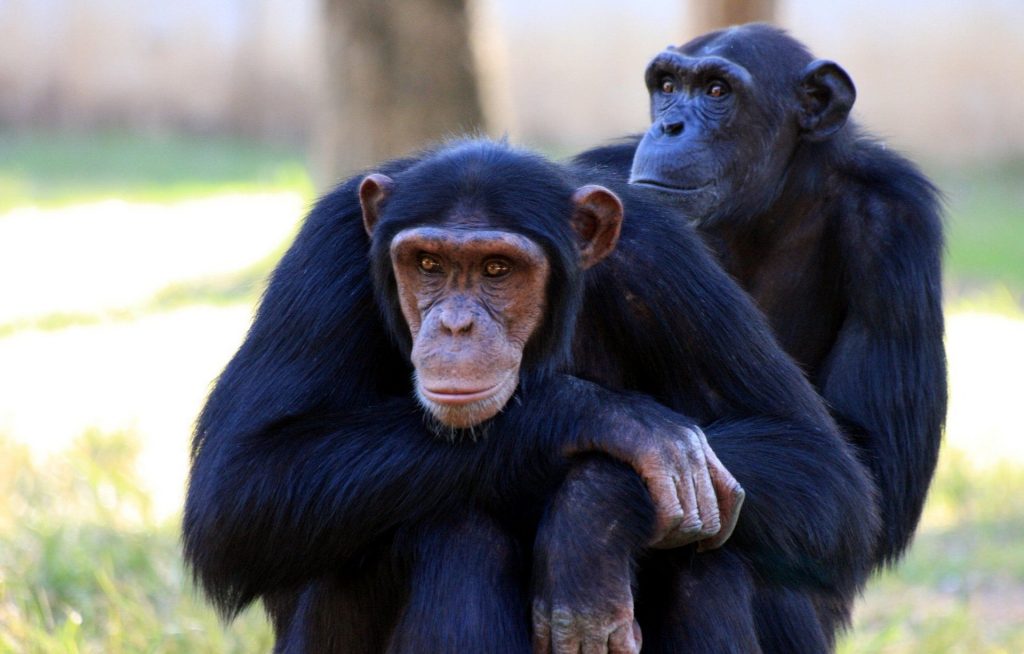 Los simios de un zoológico de EEUU son los primeros animales en recibir vacuna anticovid