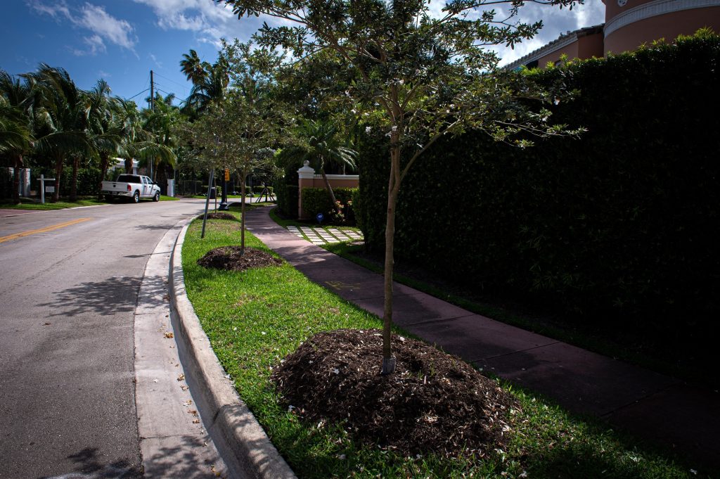 ¿Palmagedón? Miami Beach reemplaza palmeras por árboles de sombra y la razón no es ornamental
