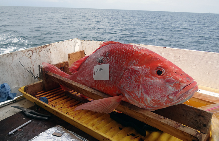 Derrame petrolero de 2010 en el Golfo de México afecta salud del pargo rojo