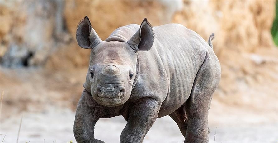 ¡Ahora son 13! Nació un rinoceronte negro en el zoológido de Miami