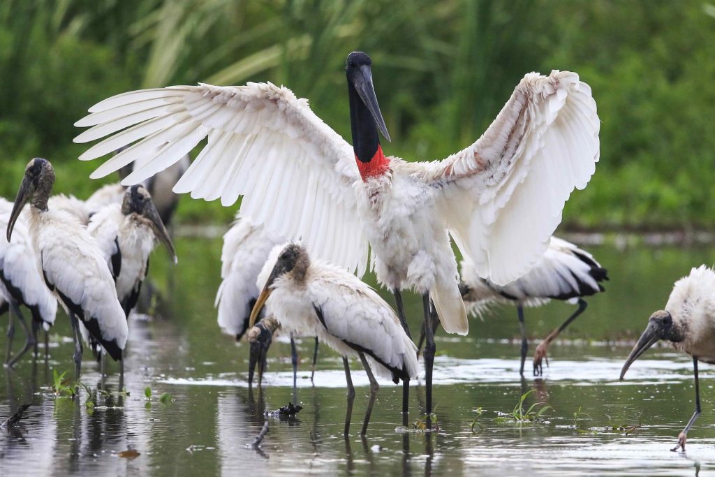 Acuerdo de Escazú entra en vigor en América Latina este Día Internacional de la Tierra