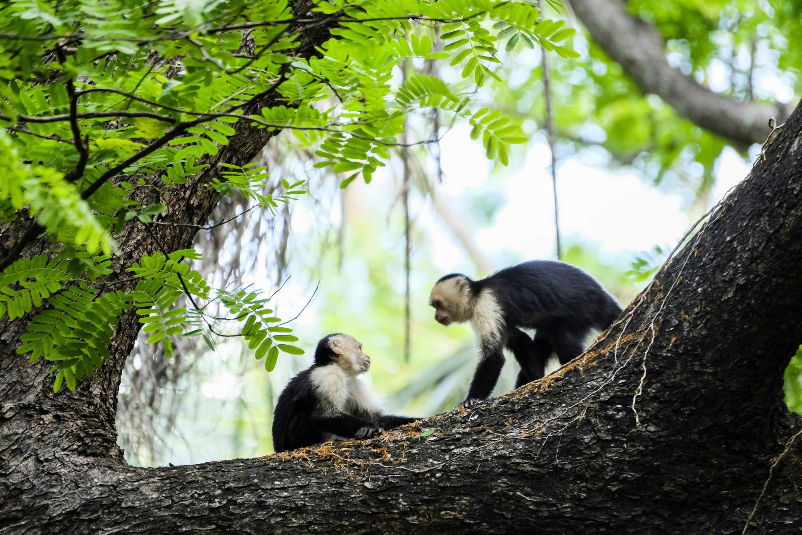 Acuerdo de Escazú entra en vigor en América Latina este Día Internacional de la Tierra