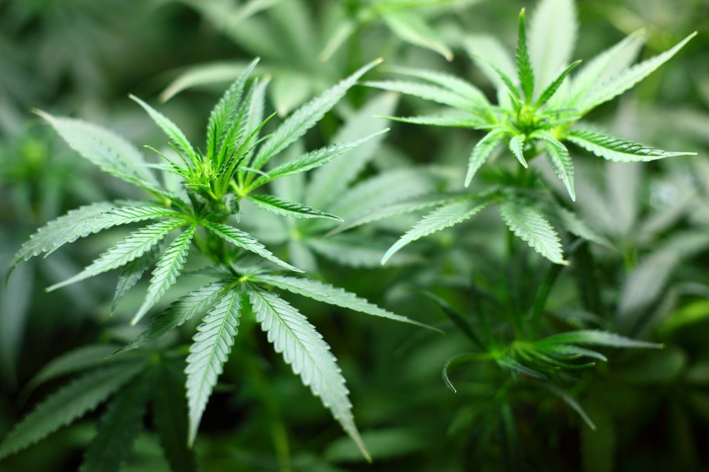 El dispensario de marihuana MedMen planea expandirse en Florida