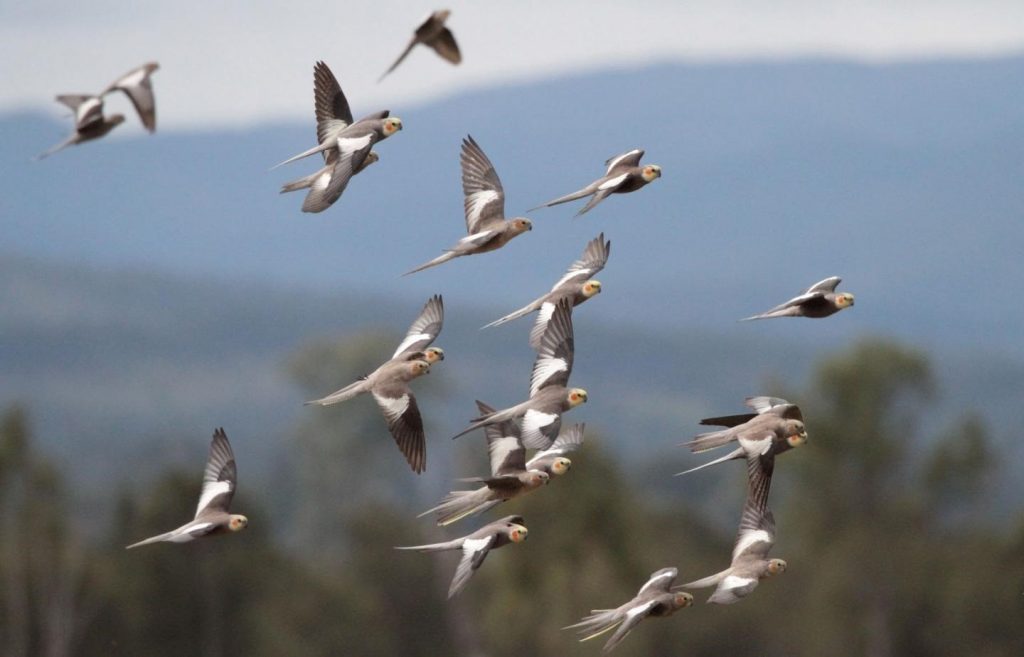 ¿Sabías que en el mundo hay 6 aves por cada humano? Así lo revela un estudio de big data