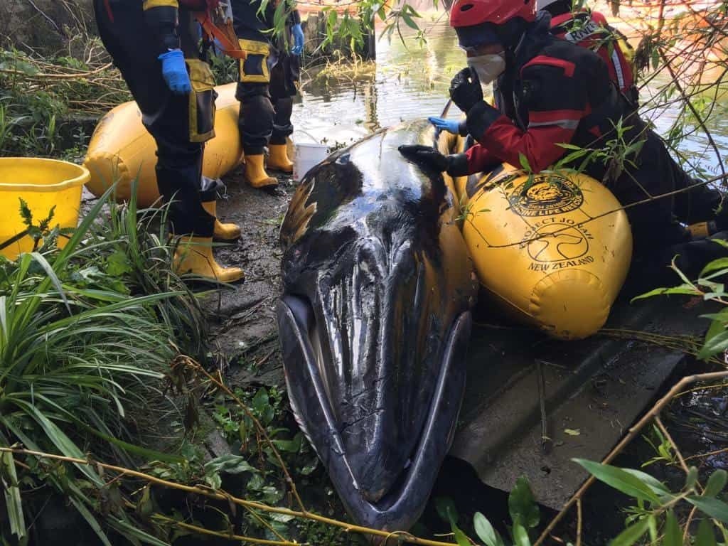 Fatal desenlace para la ballena varada y después liberada en el Támesis